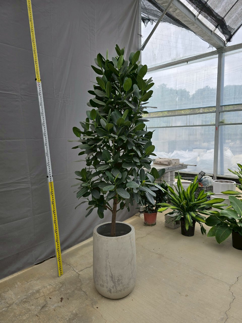 福木