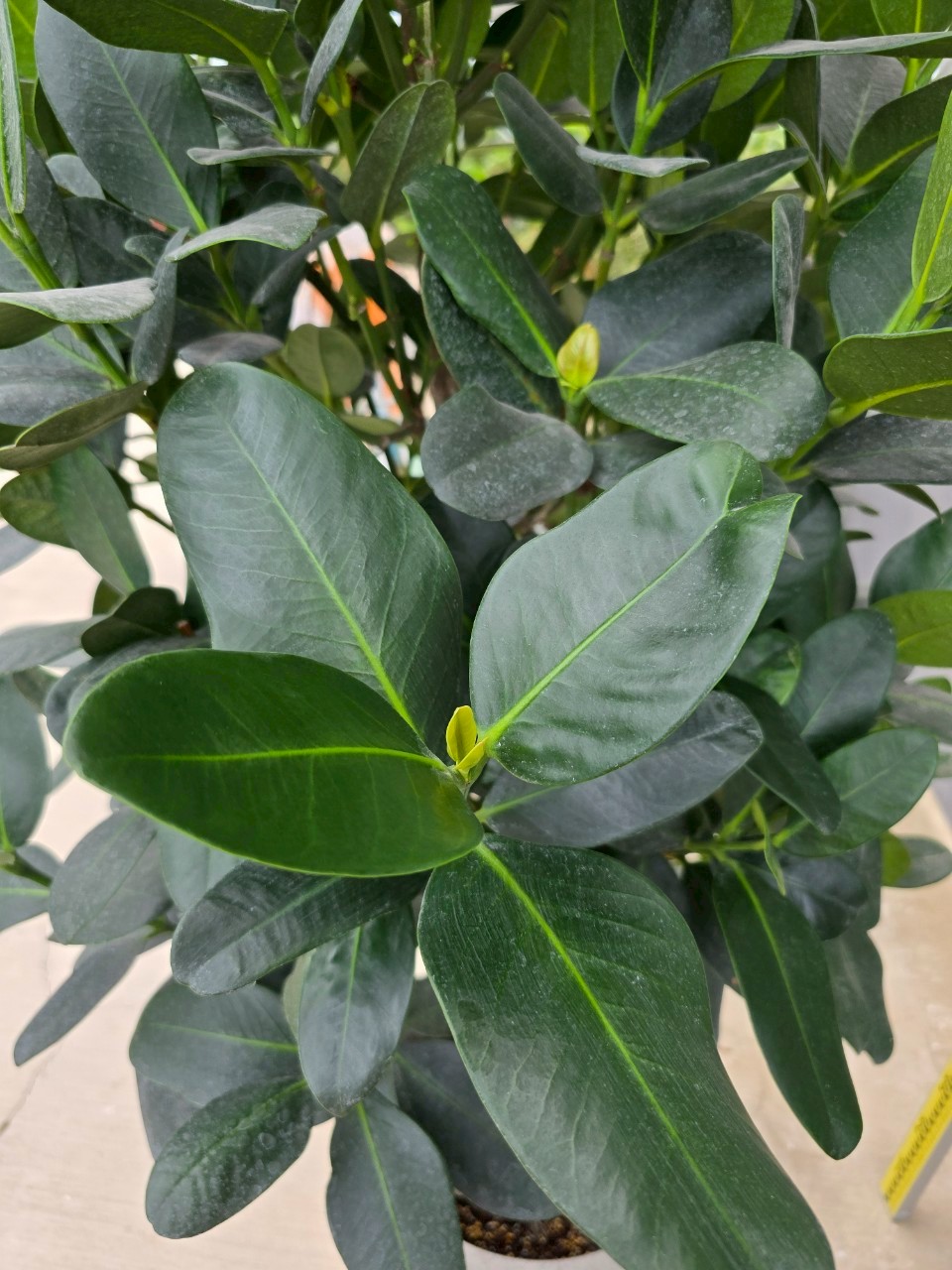 福木