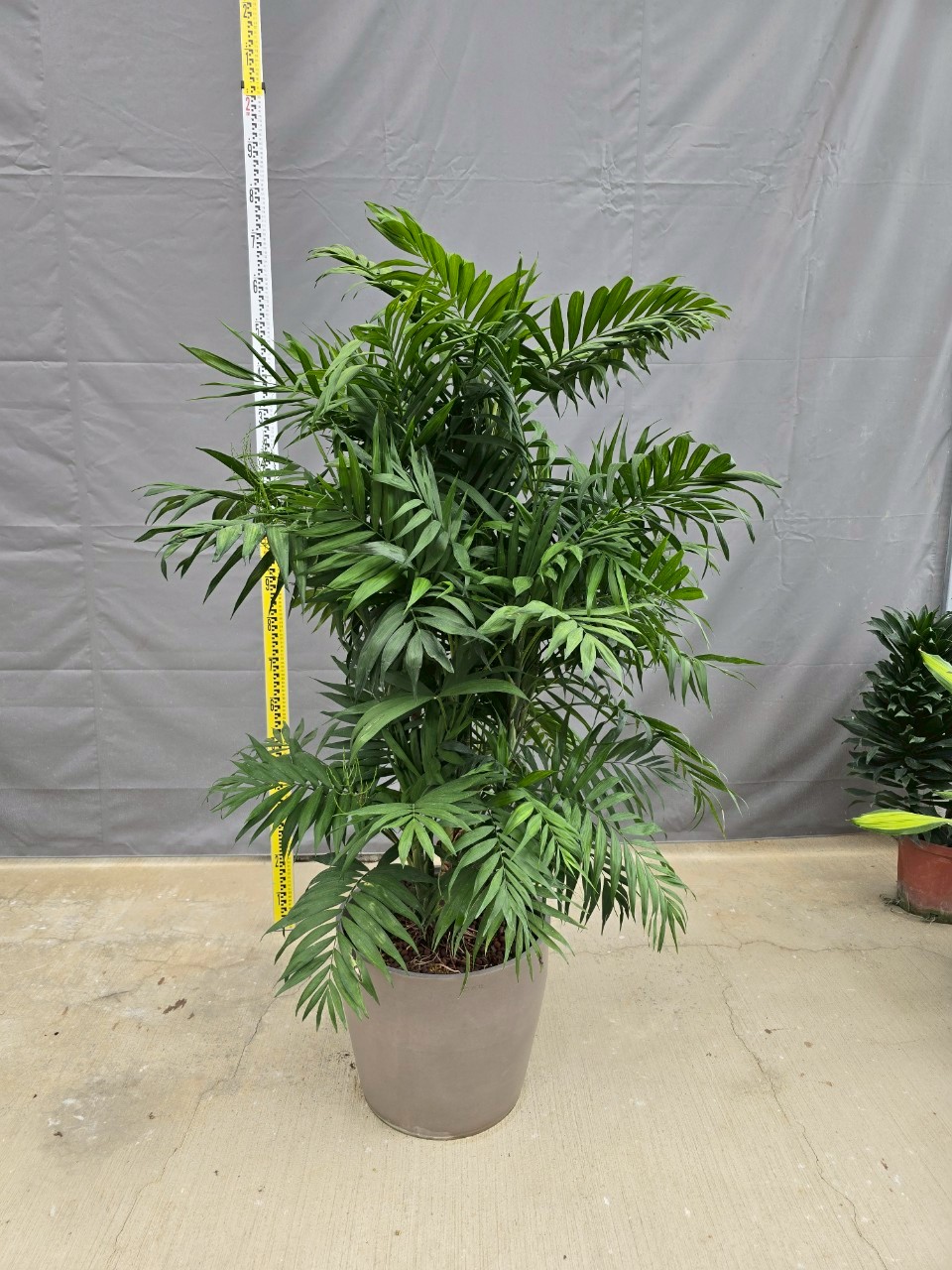 袖珍椰子