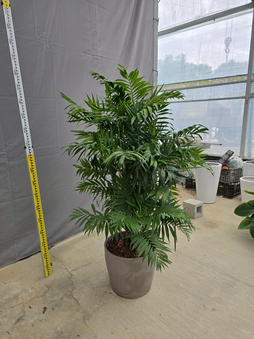袖珍椰子