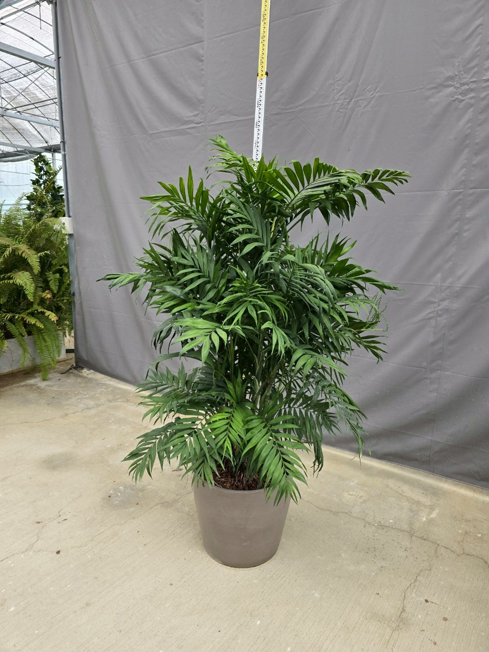 袖珍椰子