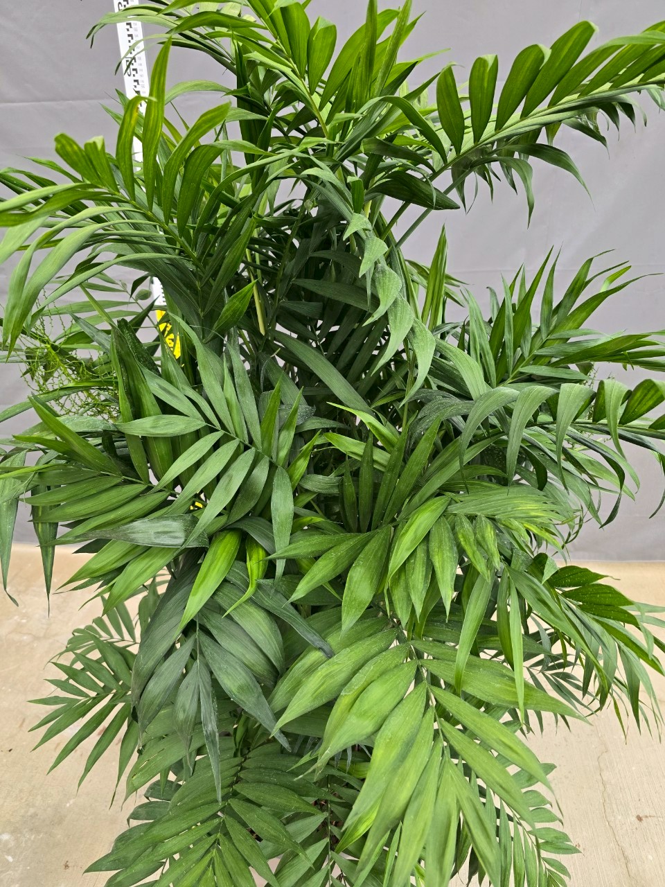袖珍椰子